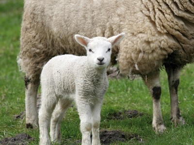 02A12SNS Lamb standing next to it's mom
